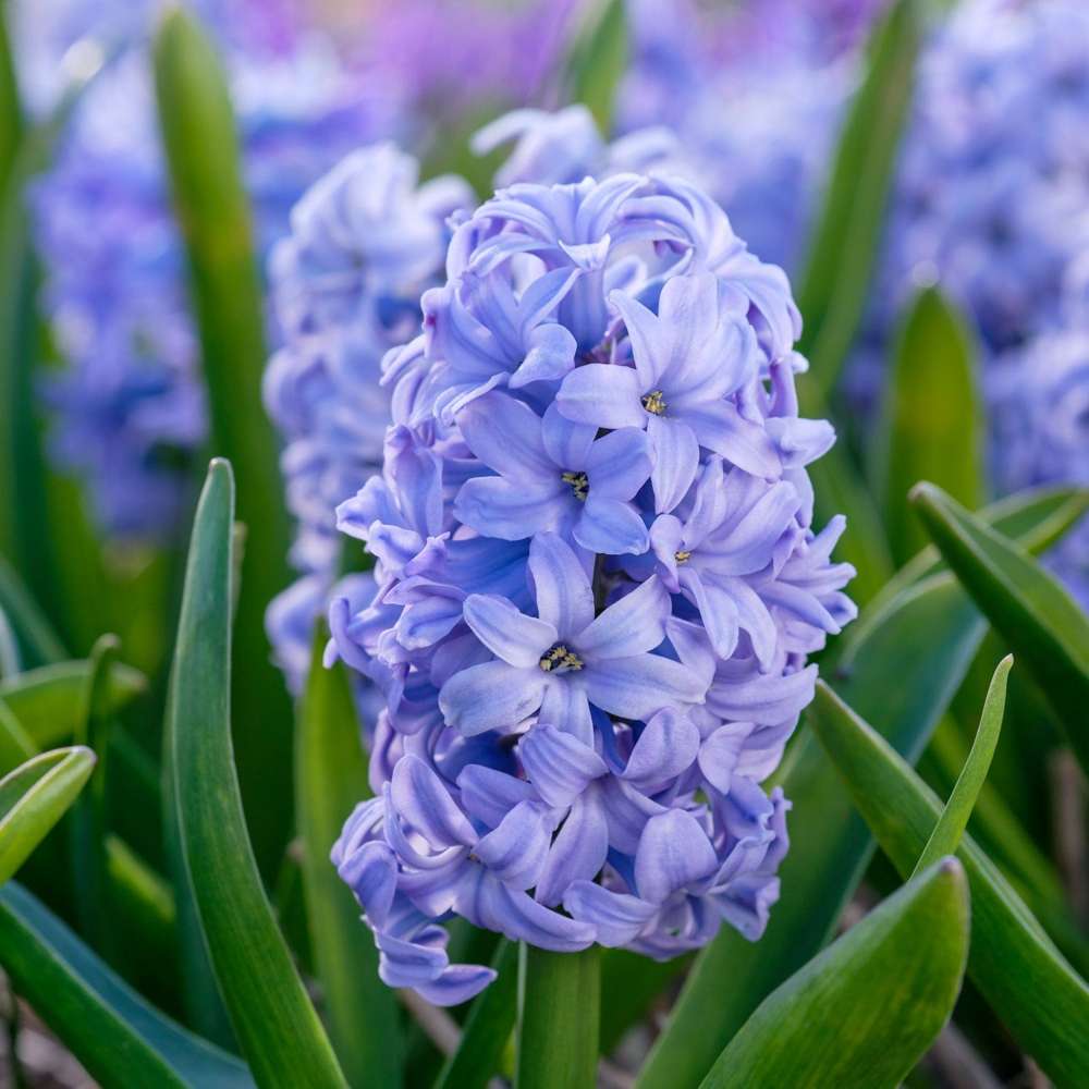 Hyacint 'Sky Planet'